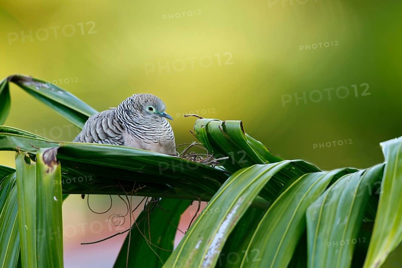 Peaceful Dove