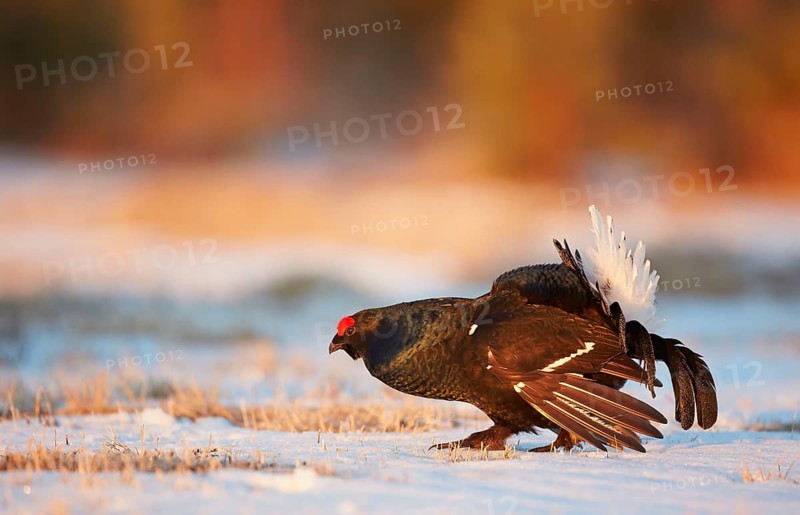Black Grouse