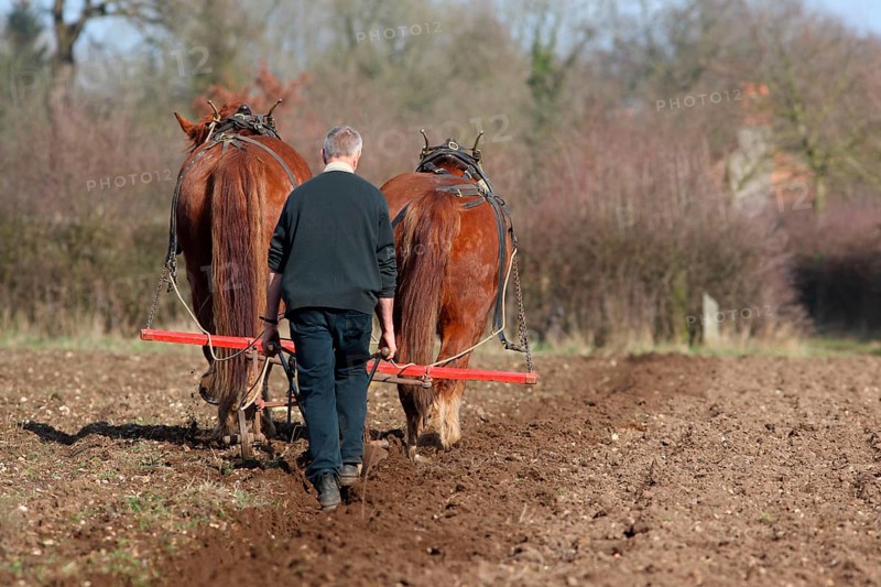 Heavy horse