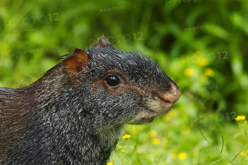 Black Agouti