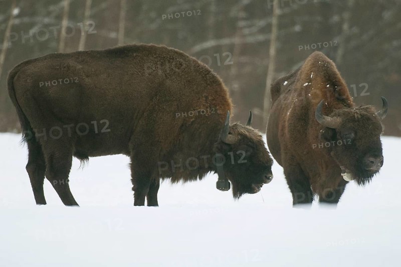European bison