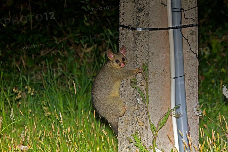 Common Brushtail Possum