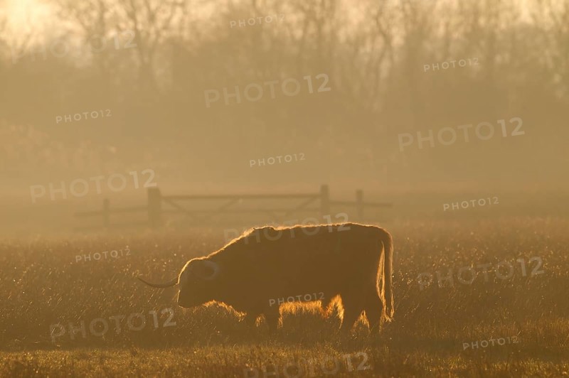 Domestic Cattle