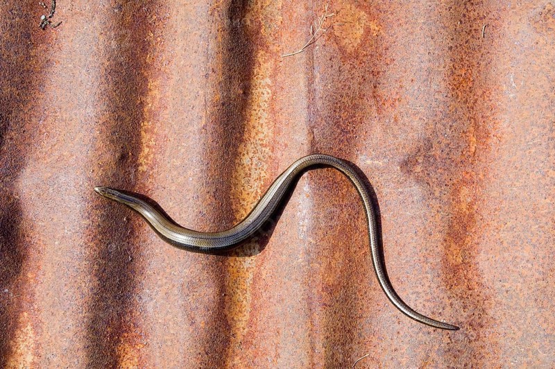 Slow worm