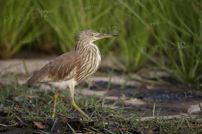 Chinese Pond-heron