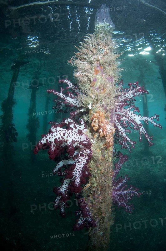 Soft glomerated tree coral