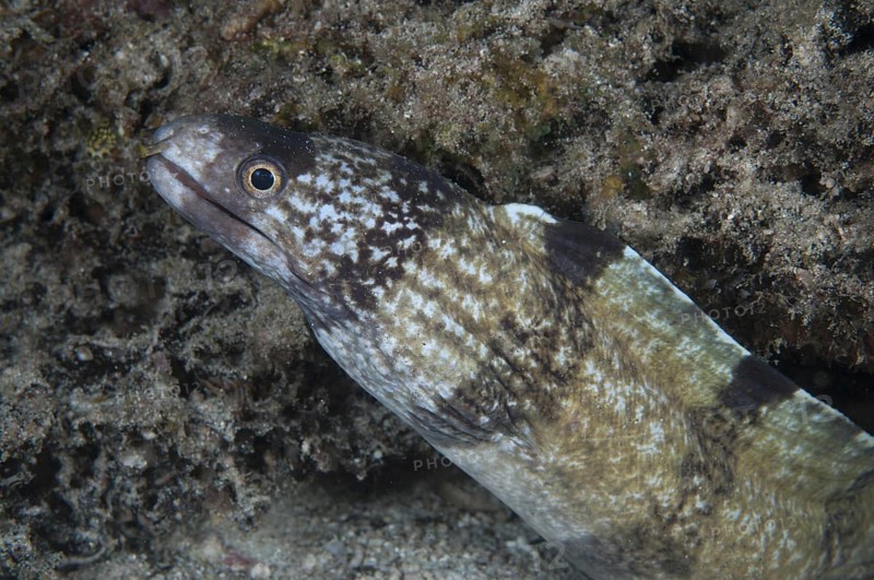 Moray Eel