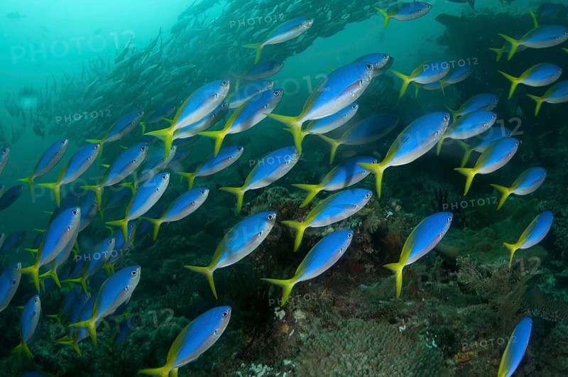 Yellow-backed Fusilier