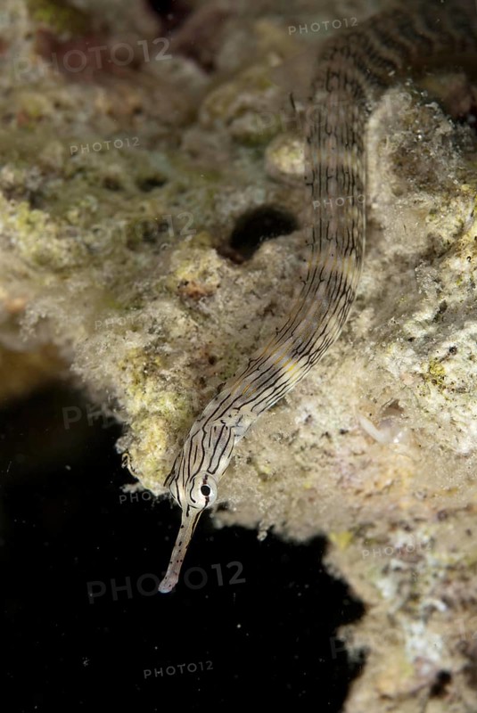 Network Pipefish