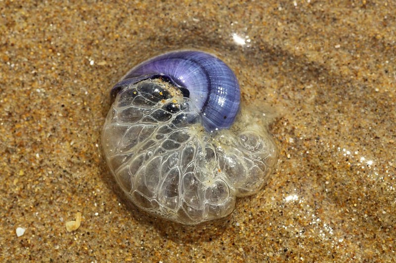 Violet sea-snail