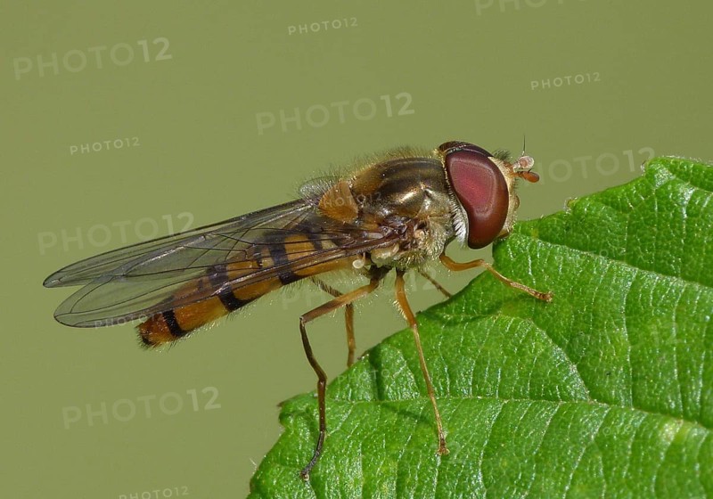 Late Spring Hoverfly