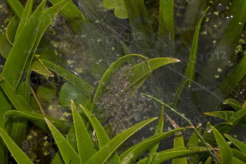 Fen Raft Spider