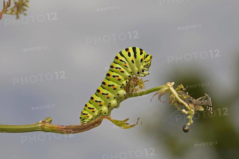 Common Swallowtail