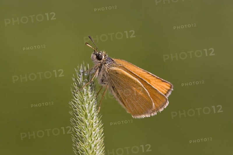 Brown Golden Butterfly