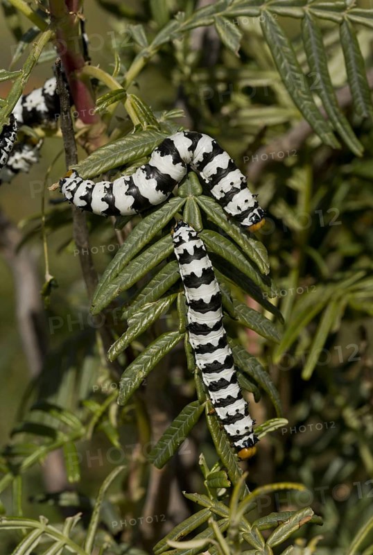 Roseate Emperor