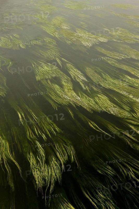 River Water-crowfoot