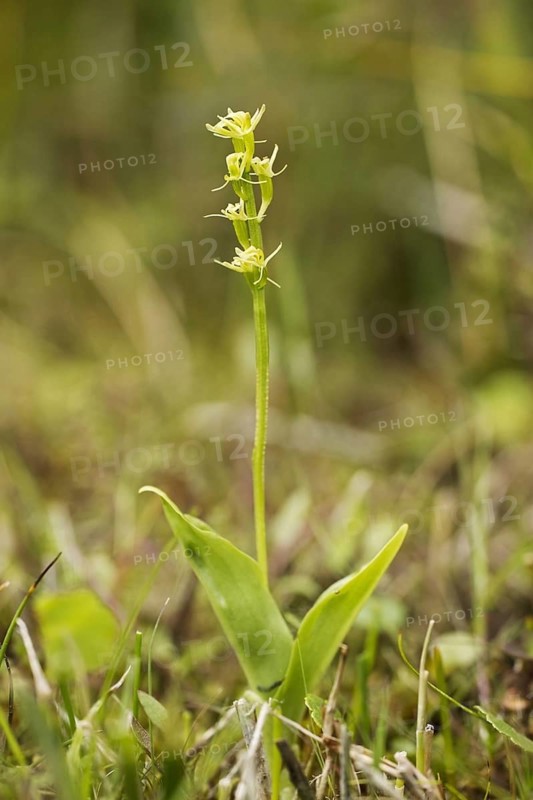 Flowering marsh orchid