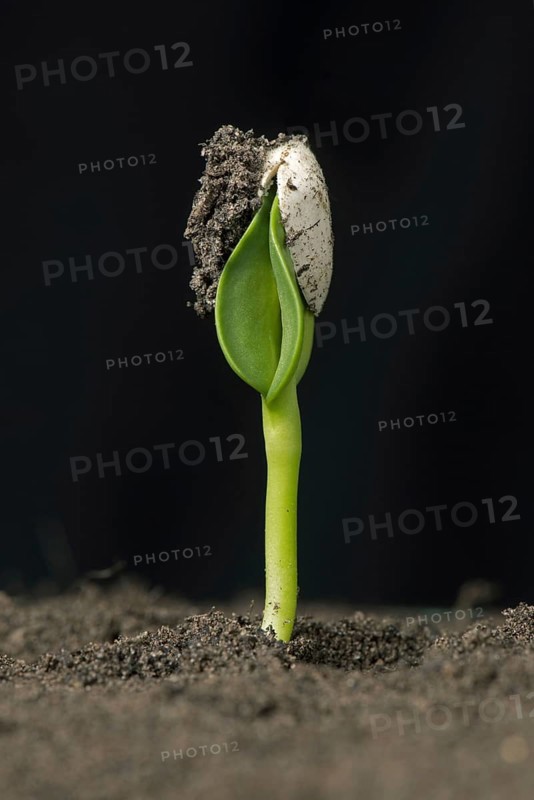 Sunflower seedling with cotyledons still enclosed in the seed coat or pericarp after germination