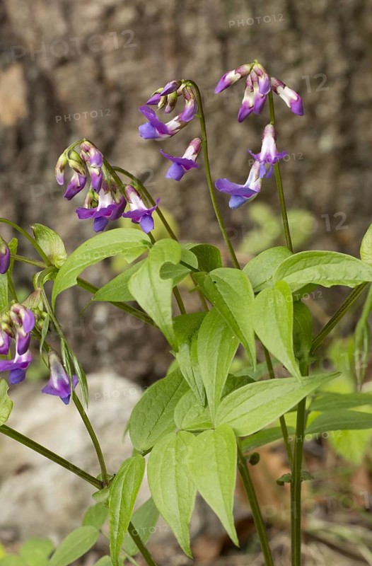 Lathyrus verna