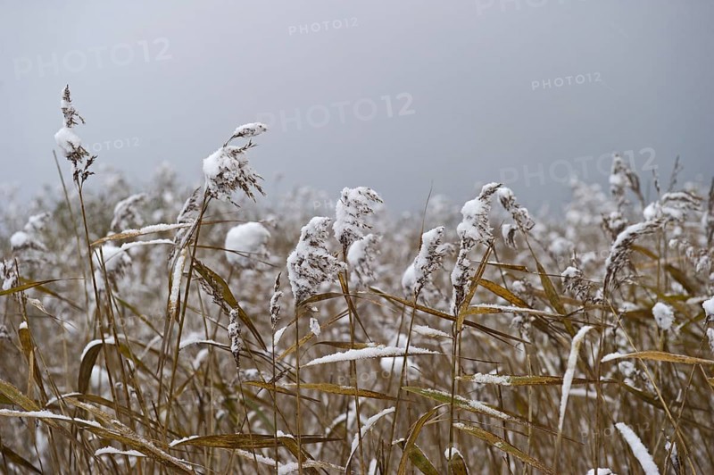 Common common reed