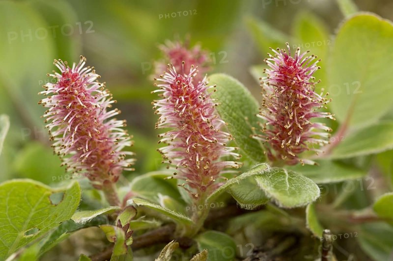 Gray willow