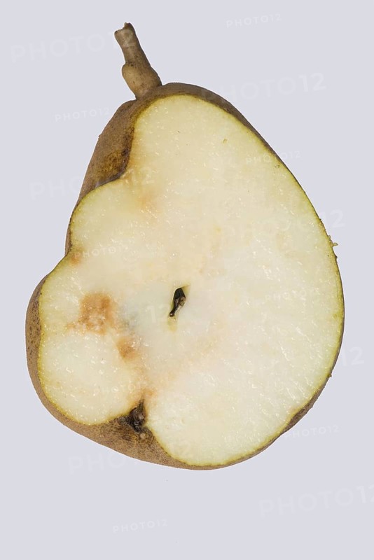 Fruit deformity and internal hard growths on a Doyenne du Comice pear caused by pear stone virus