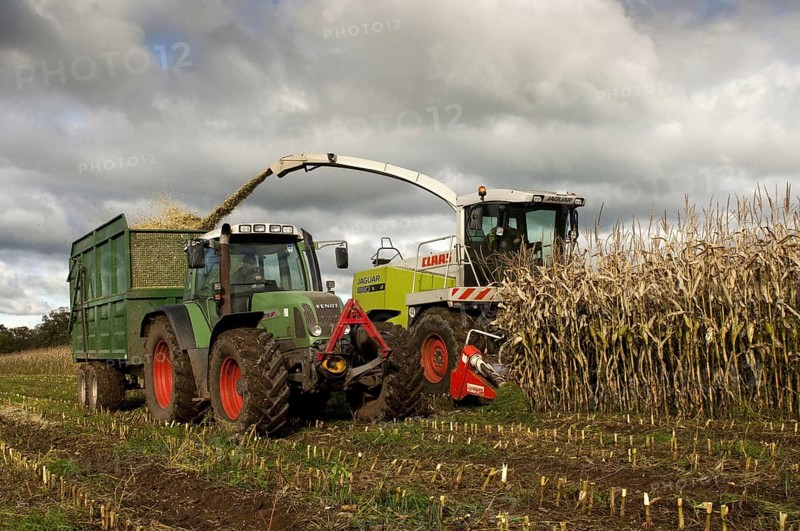 Maize