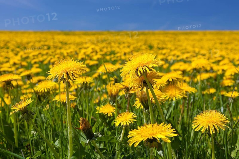 Dandelion