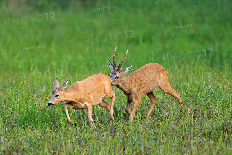 European european roe deer