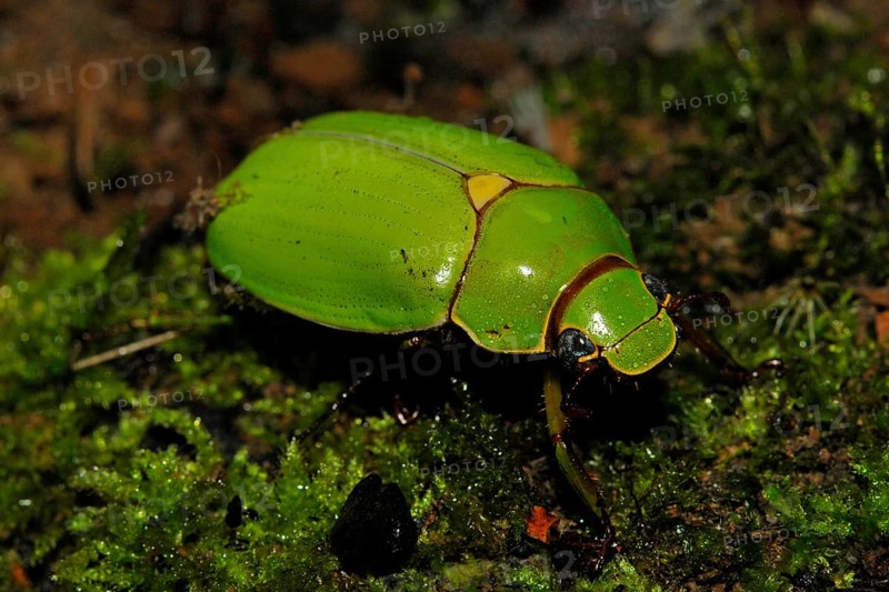 Leaf horn beetle from Ecuador