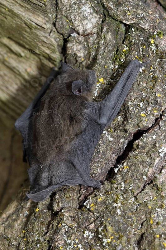 Common pipistrelle