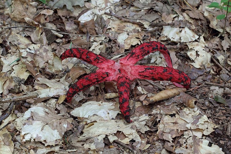 Octopus mushroom
