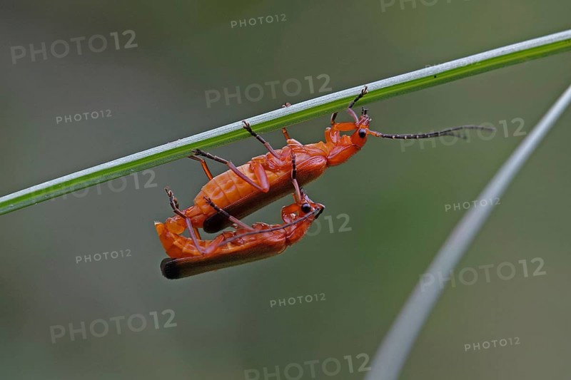 Red soldier beetle