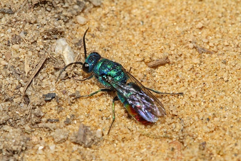 Blue-green gold wasp