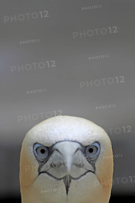 Gannets