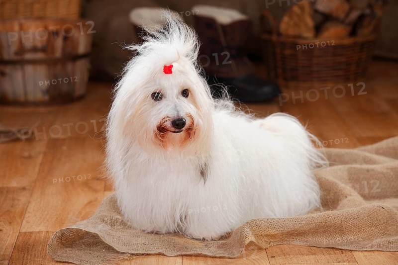 Coton de Tulear