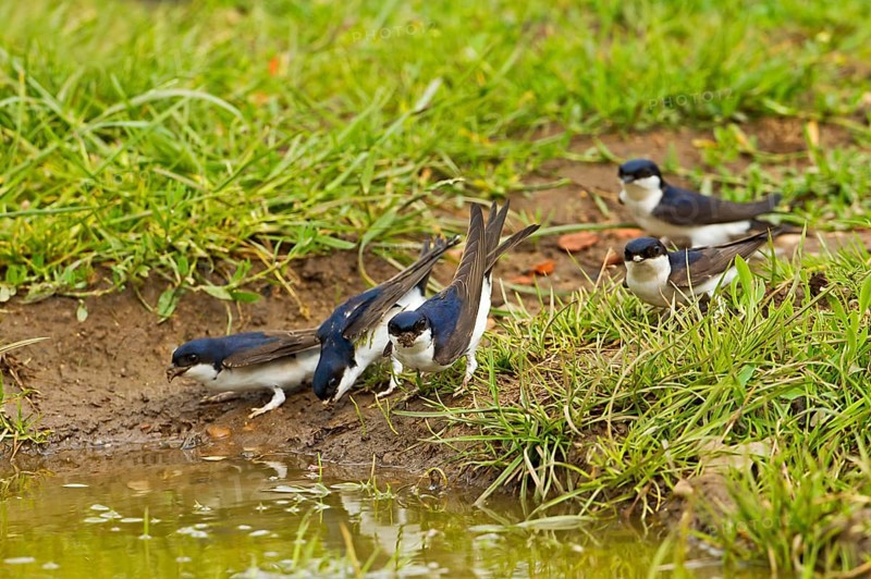 House Martin