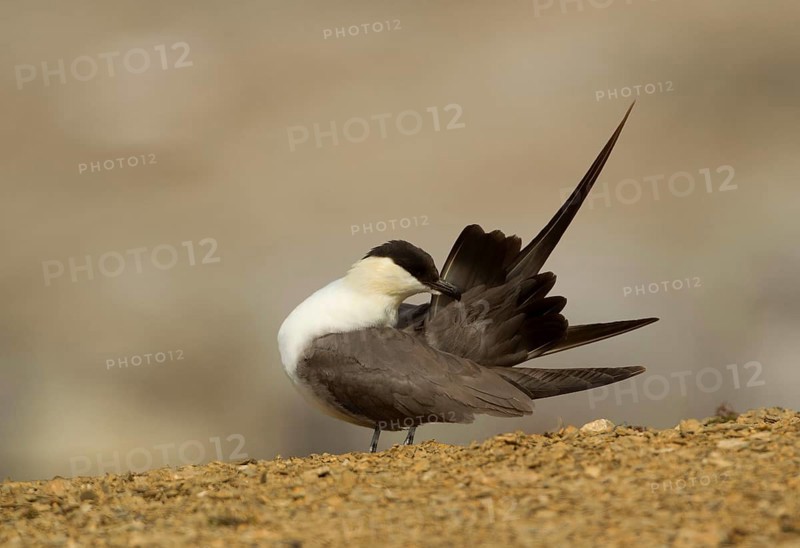 Long-tailed Skua