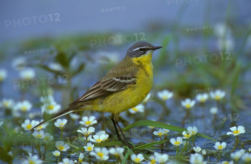 Blue-headed Wagtail