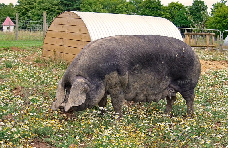 Domestic Pig