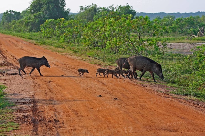 Indian Wild Boar Family Group