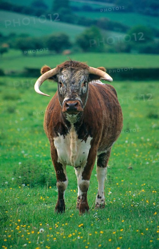 Longhorn cattle