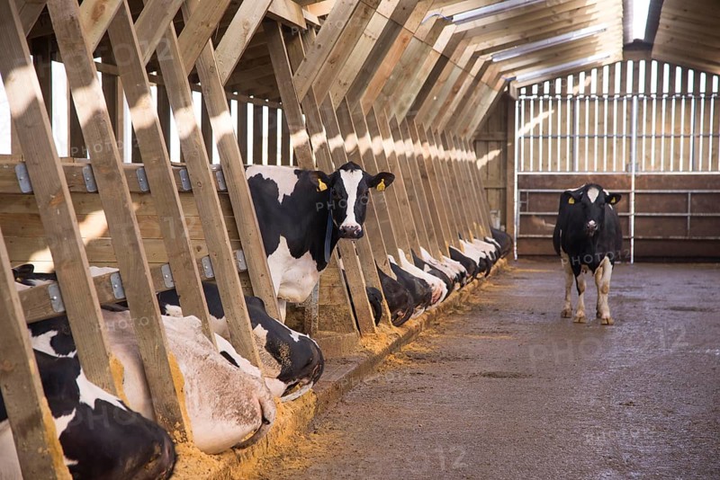 Dairy farming