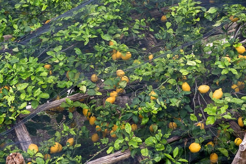 Lemon trees with fruit under shade nets to prevent sunburn