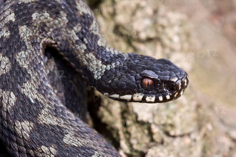 Adder