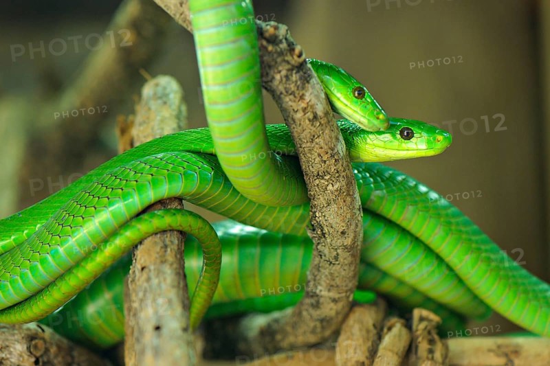 Common mamba