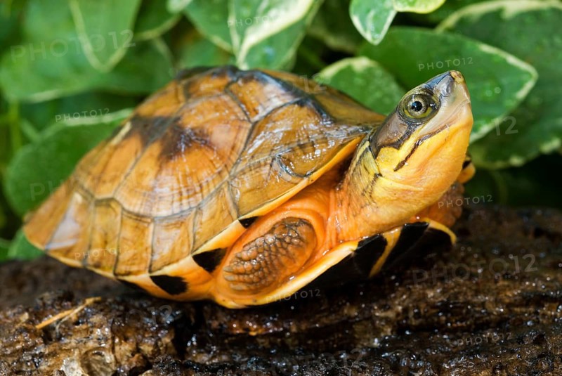 Chinese Three-striped Hinged Turtle