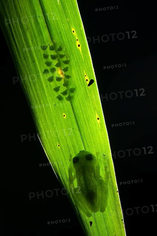 Berger's glass frog