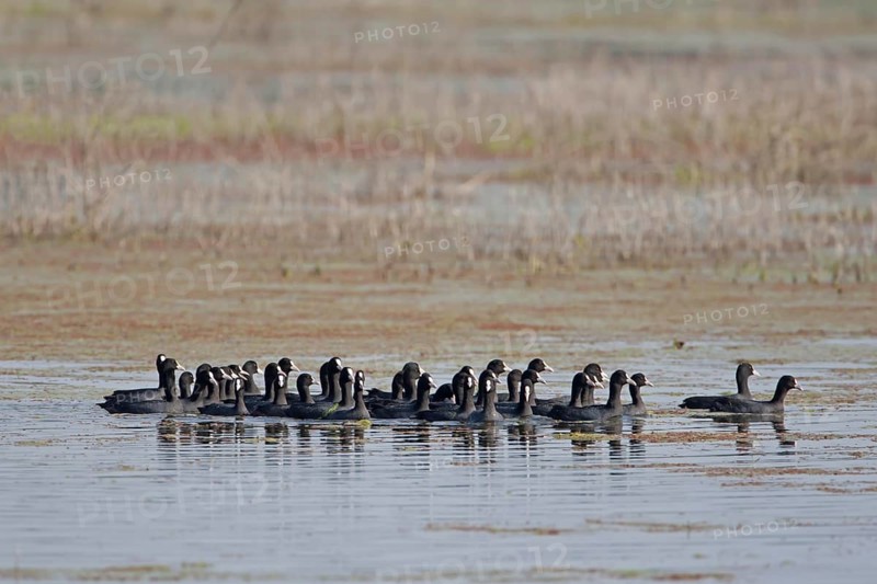 Flock of common coot