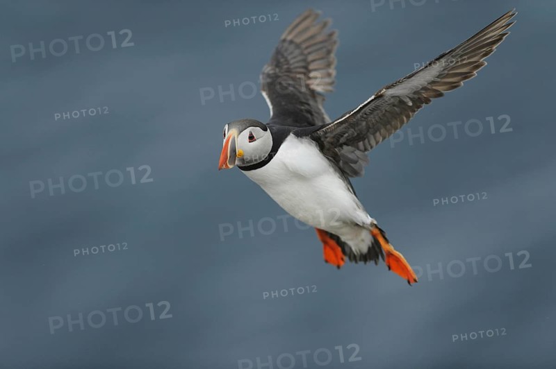 Puffin